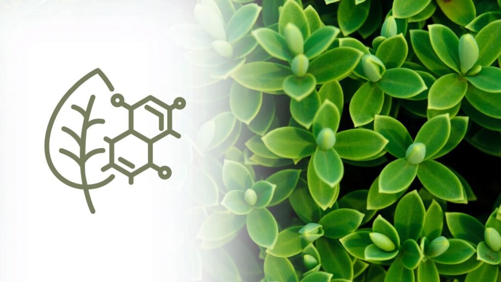 Plant-Based Enzyme